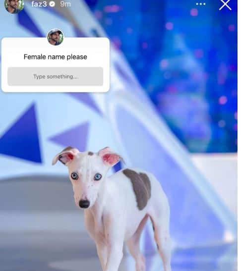 Sheikh Hamdan shared instagram story suggesting name for his puppy went viral 