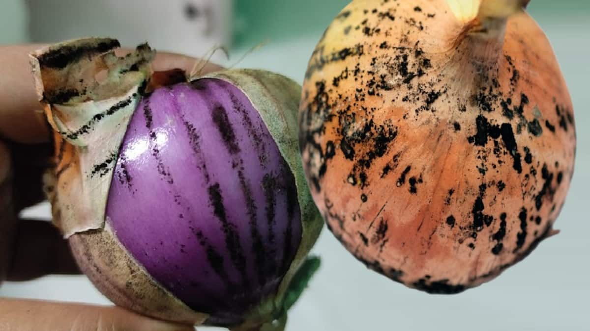 Polvo, moho o ceniza (blanca, gris o negra)