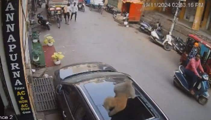 monkey shatters suv sunroof by jumping on it cctv footage went viral 