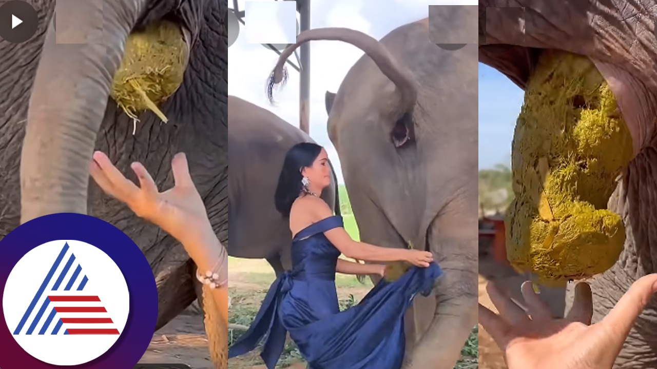 Lady  catches the elephant wherever it poops because of its  Unexpected Uses  suc