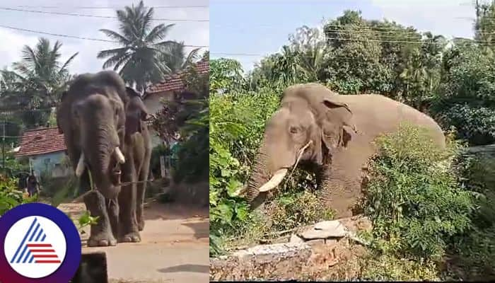 Bheema elephant enter to Hassan ankihalli pete village sat