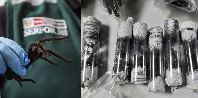 man caught smuggle 320 tarantulas110 centipedes nine bullet ants strapped to body