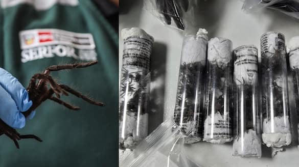 man caught smuggle 320 tarantulas110 centipedes nine bullet ants strapped to body