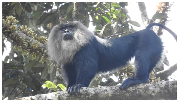 Lion tailed macaques and Sabarimala pilgrimage at Periyar Tiger Reserve 