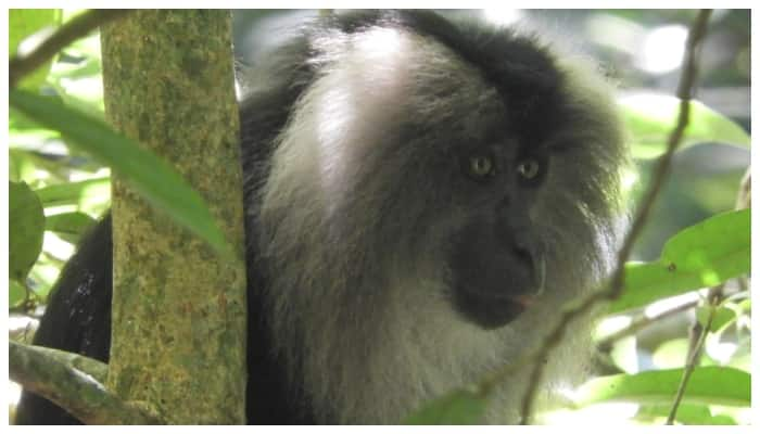 Lion tailed macaques and Sabarimala pilgrimage at Periyar Tiger Reserve 