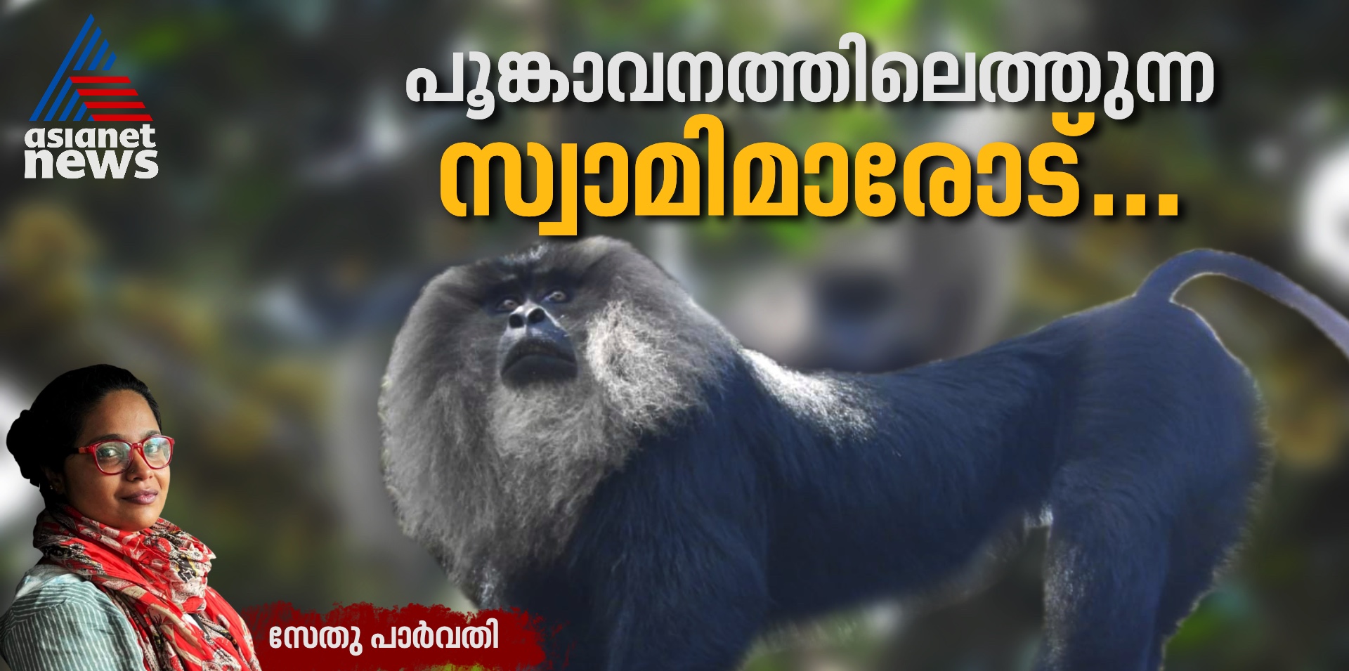 Lion tailed macaques and Sabarimala pilgrimage at Periyar Tiger Reserve 