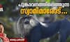 Lion tailed macaques and Sabarimala pilgrimage at Periyar Tiger Reserve 