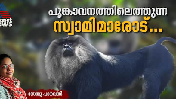 Lion tailed macaques and Sabarimala pilgrimage at Periyar Tiger Reserve 