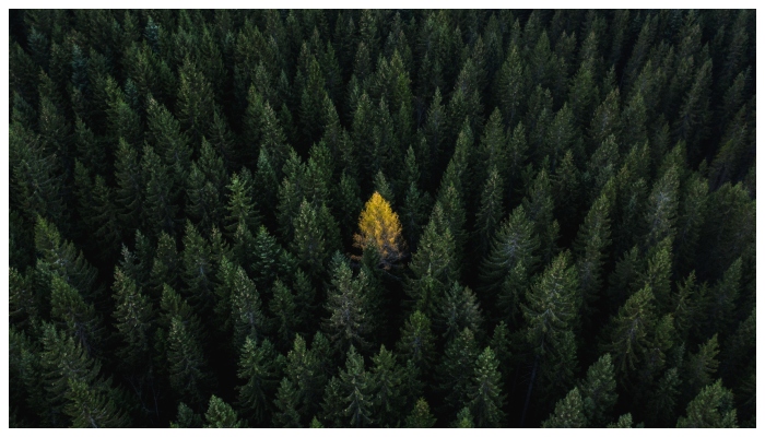 Discovering that Antarctica was a temperate forest 90 million years ago