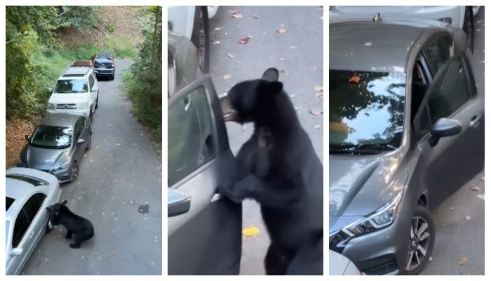 Video of bear opening car door and getting inside goes viral