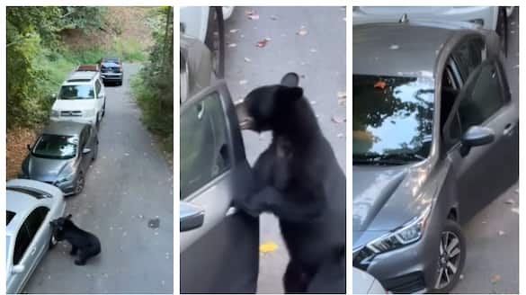 Video of bear opening car door and getting inside goes viral