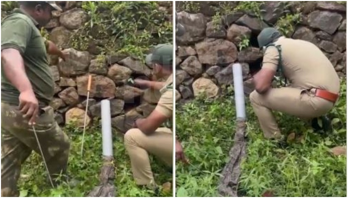 forest department team rescued King cobra Snake  trapped inside wall in kollam