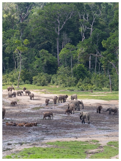 Congo Basin Rainforest