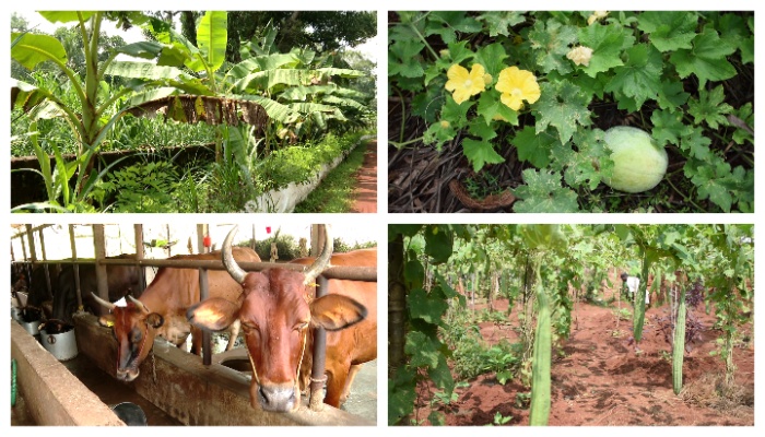 farming in viyyoor central jail 