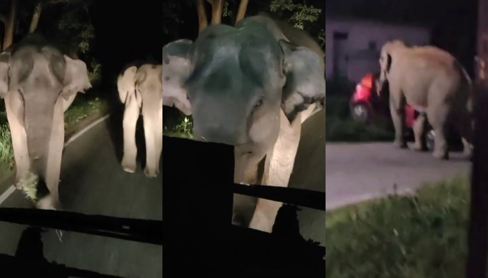 Wild elephants attack on KSRTC bus and car in wayanad; footage out