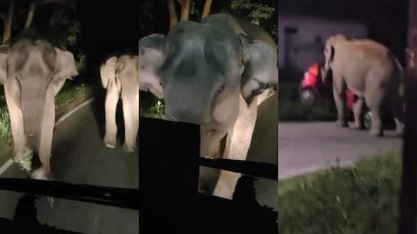 Wild elephants attack on KSRTC bus and car in wayanad; footage out