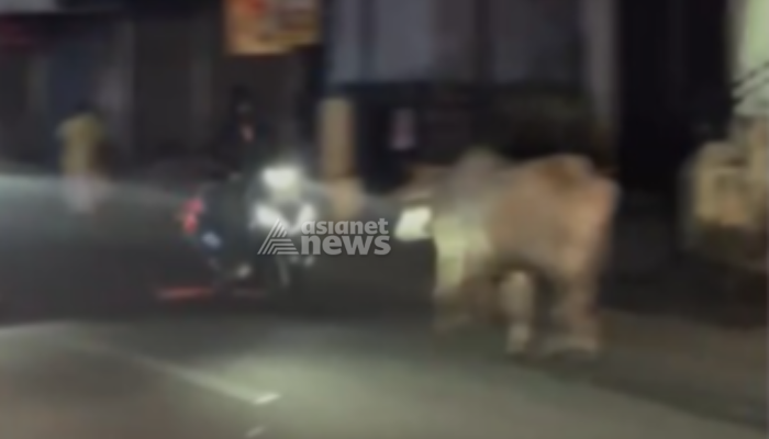 67 year old injured after a bullock run amok hit his scooter at Kanjirappally