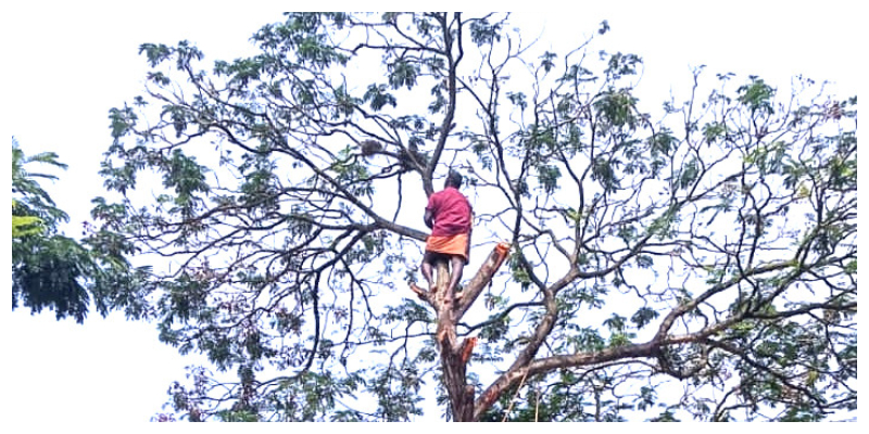 Tree branches cut after making difficult to locals 