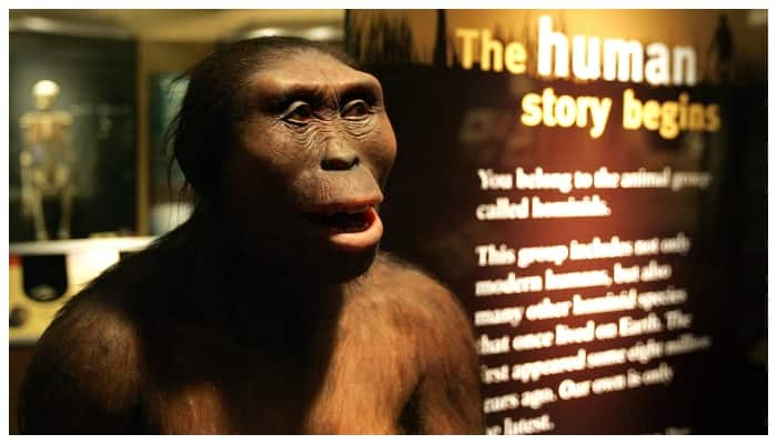 Lucy is the lost link between apes and man, says study 