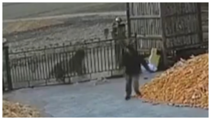 video of a chinese farmer narrowly escaping in front of siberian tiger goes viral