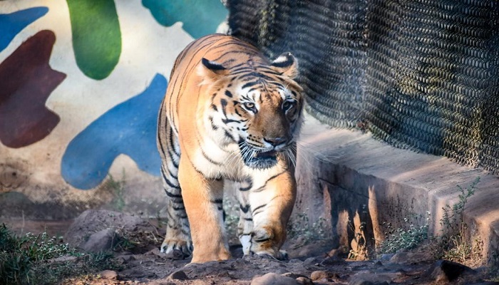 Tiger dies due to illness in Kittur Rani Chennamma zoo in Belagavi grg 