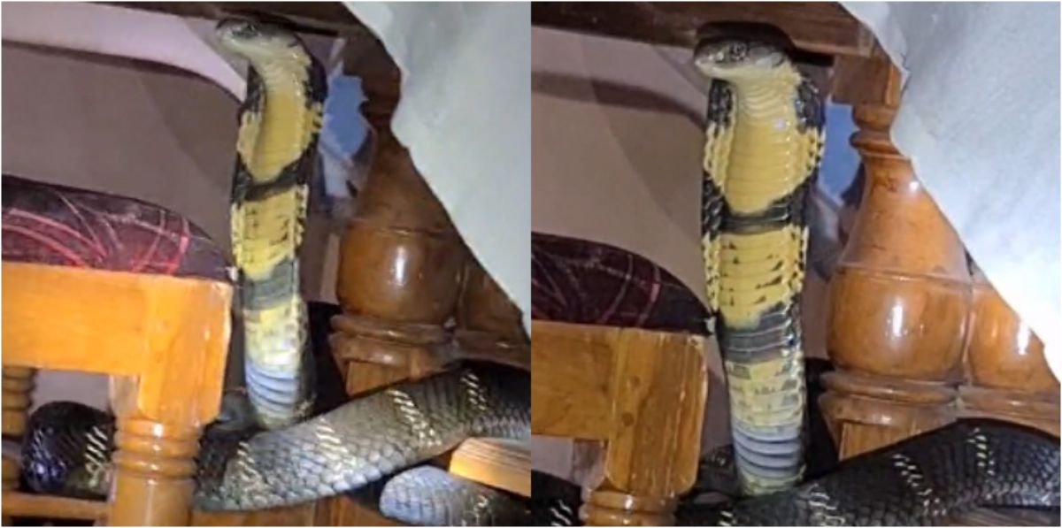 king cobra hiding under dining table caught by forest officers in konni