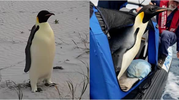 penguin swim 3600 km and reach australia return to Antarctica