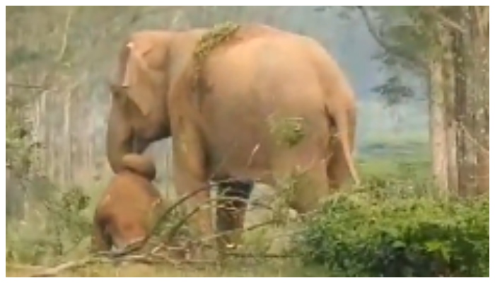 Video of mother elephant trying to wake up her Dead Calf goes viral in social media 