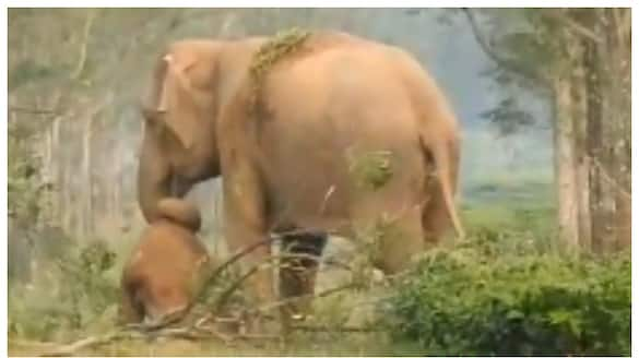 Video of mother elephant trying to wake up her Dead Calf goes viral in social media 