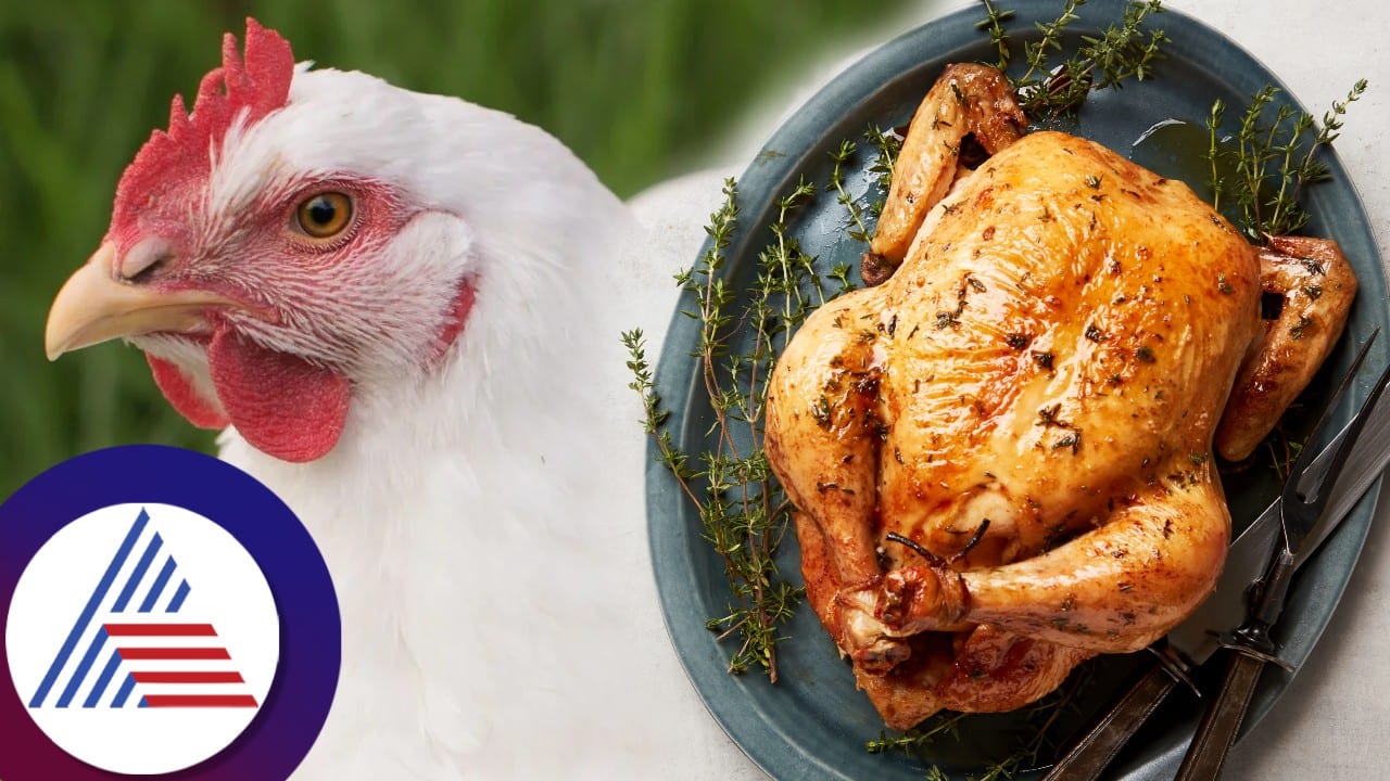 Which part of chicken is bad for health when you eat regularly vcs