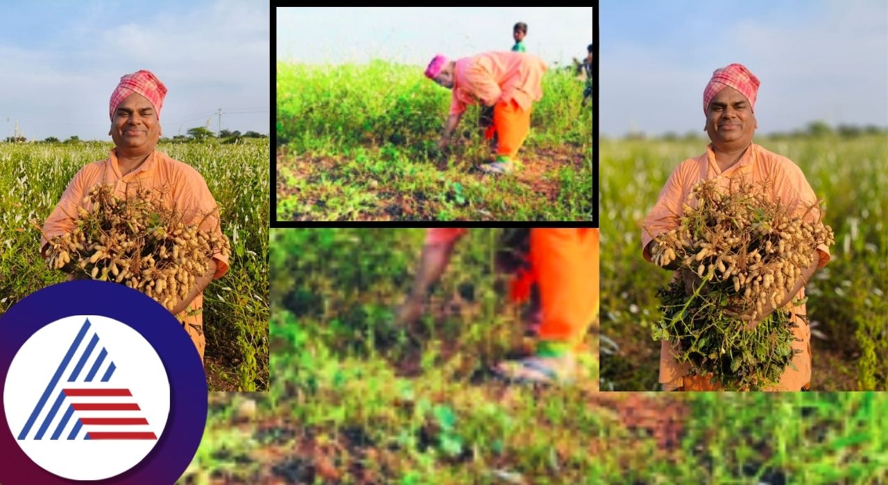 molakalmuru Chittaragi Shaka Mutt Basavalinga seer grew and harvested peanuts himself san