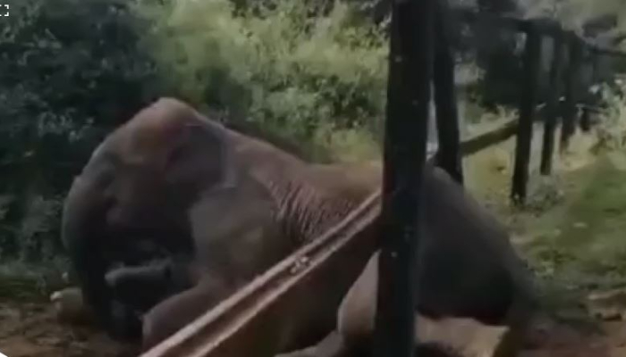 Forest department officials rescued an elephant trapped inside a fence at Kudakil in Karnataka