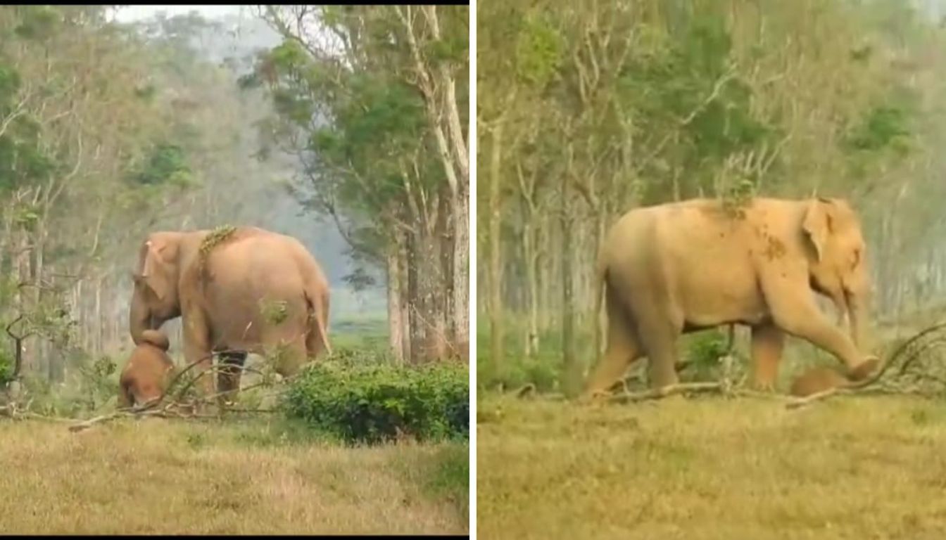 Mother elephant grief on death calf  viral video roo