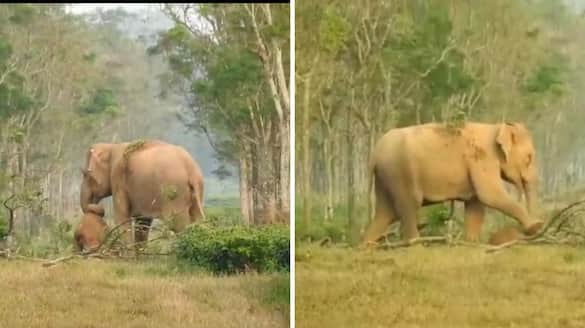 Tamil Nadu forest dept intensifies efforts to control rogue elephant in Gudalur vkp