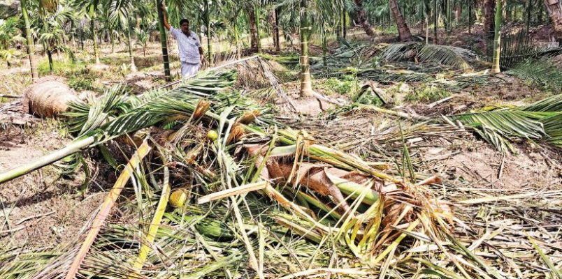 wild elephant destroys farms in day light in malappuram 