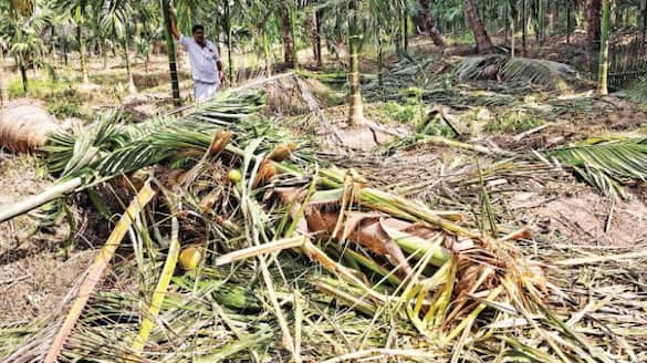 wild elephant destroys farms in day light in malappuram 