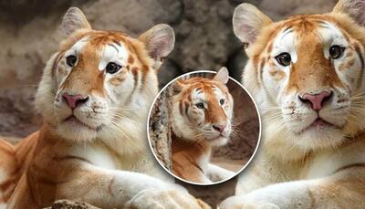 Ava the golden tiger steals the show after Moo Deng's viral moment; See PHOTOS