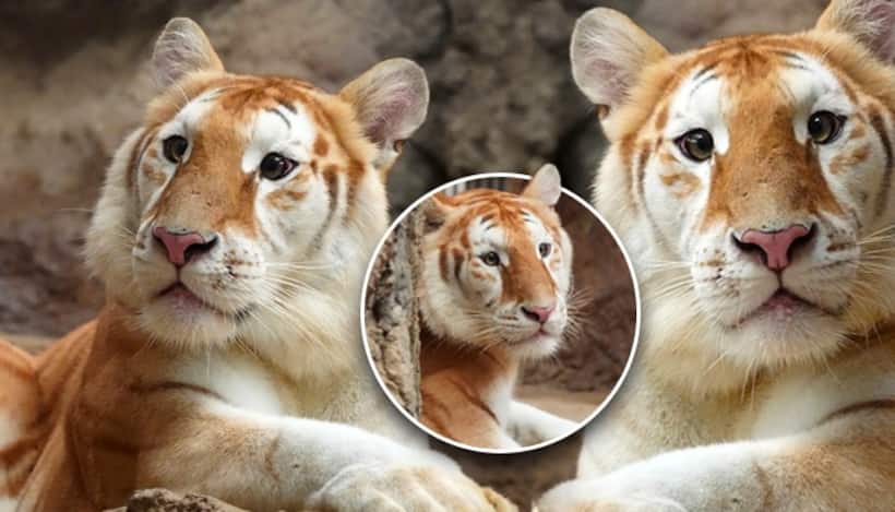 Ava the golden tiger steals the show after Moo Deng's viral moment; See PHOTOS