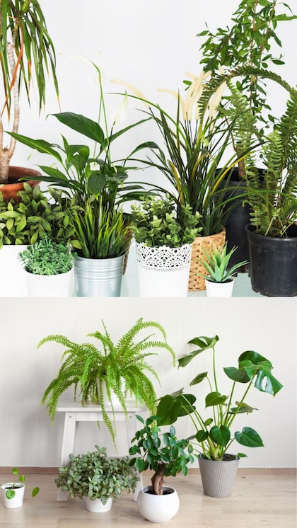 Air Purifying Houseplants: ఇంట్లో స్వచ్ఛమైన గాలినిచ్చే 6 మొక్కలు