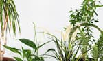 6 Best Air Purifying Houseplants for Low AQI  in telugu rma