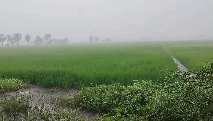 rain alert latest news low pressure formed in Bay of Bengal, Heavy rain inTamil Nadu holiday declared for schools in 9 districts red alert in 2 districts 