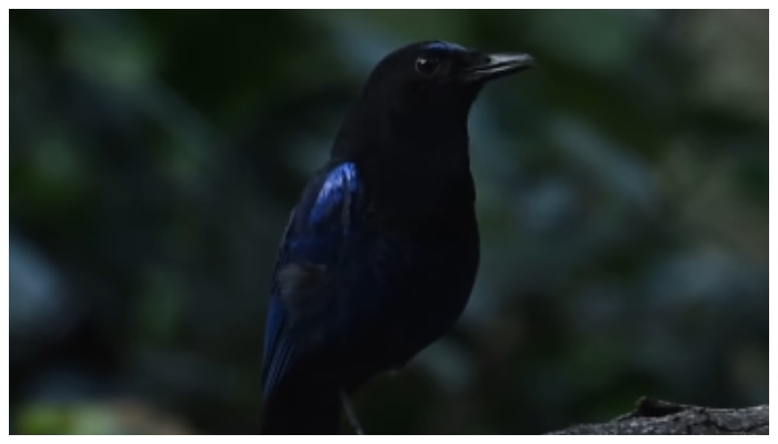 viral video of Malabar Whistling Thrush's Whistling Call goes viral 