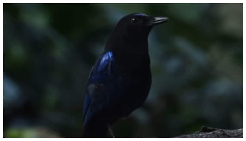 Asianet Image