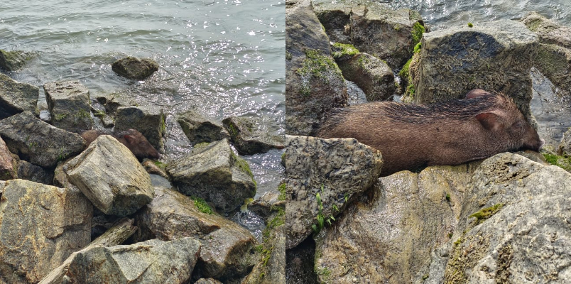 wild boar swims in sea kozhikode later found tired 