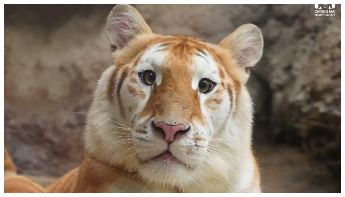 Cuteness of gold tiger from Thailand goes viral on social media