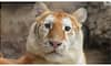 Cuteness of gold tiger from Thailand goes viral on social media