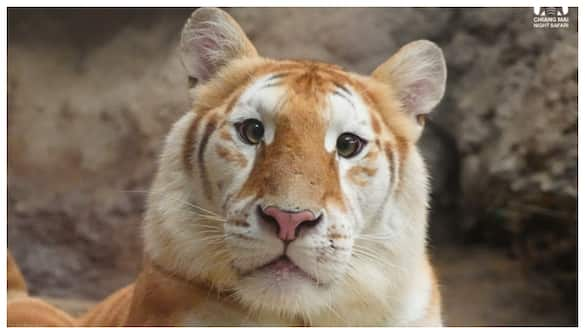 Cuteness of gold tiger from Thailand goes viral on social media