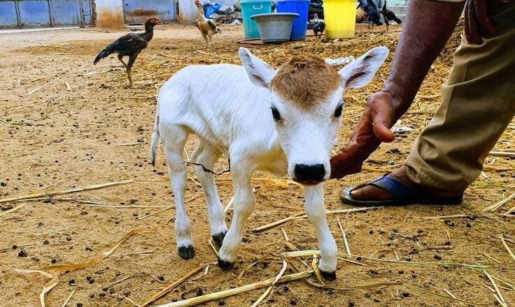 punganur cow 
