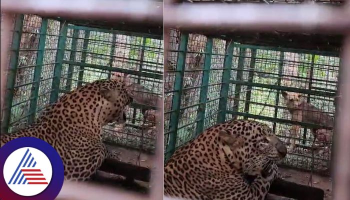 Bengaluru outskirts 3 leopards captured by Forest department in 3 days sat