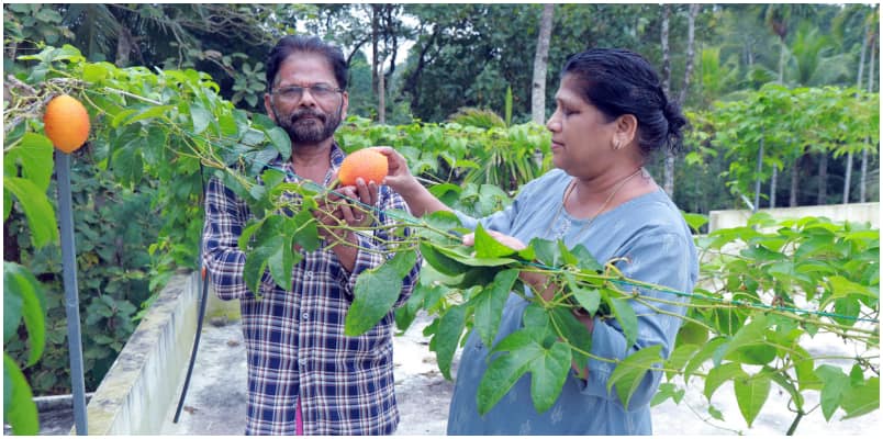 Gac Fruit kerala latest Seeing gag fruit growing on the terrace of Haridas house will make anyone mind mesmerized